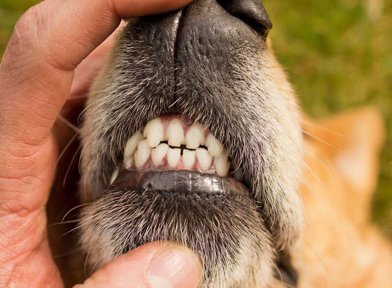 Pet Dental Care in Fort Worth, TX